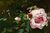 Picture "A Rose in Liebermann's Garden" (2016) (Unique piece)