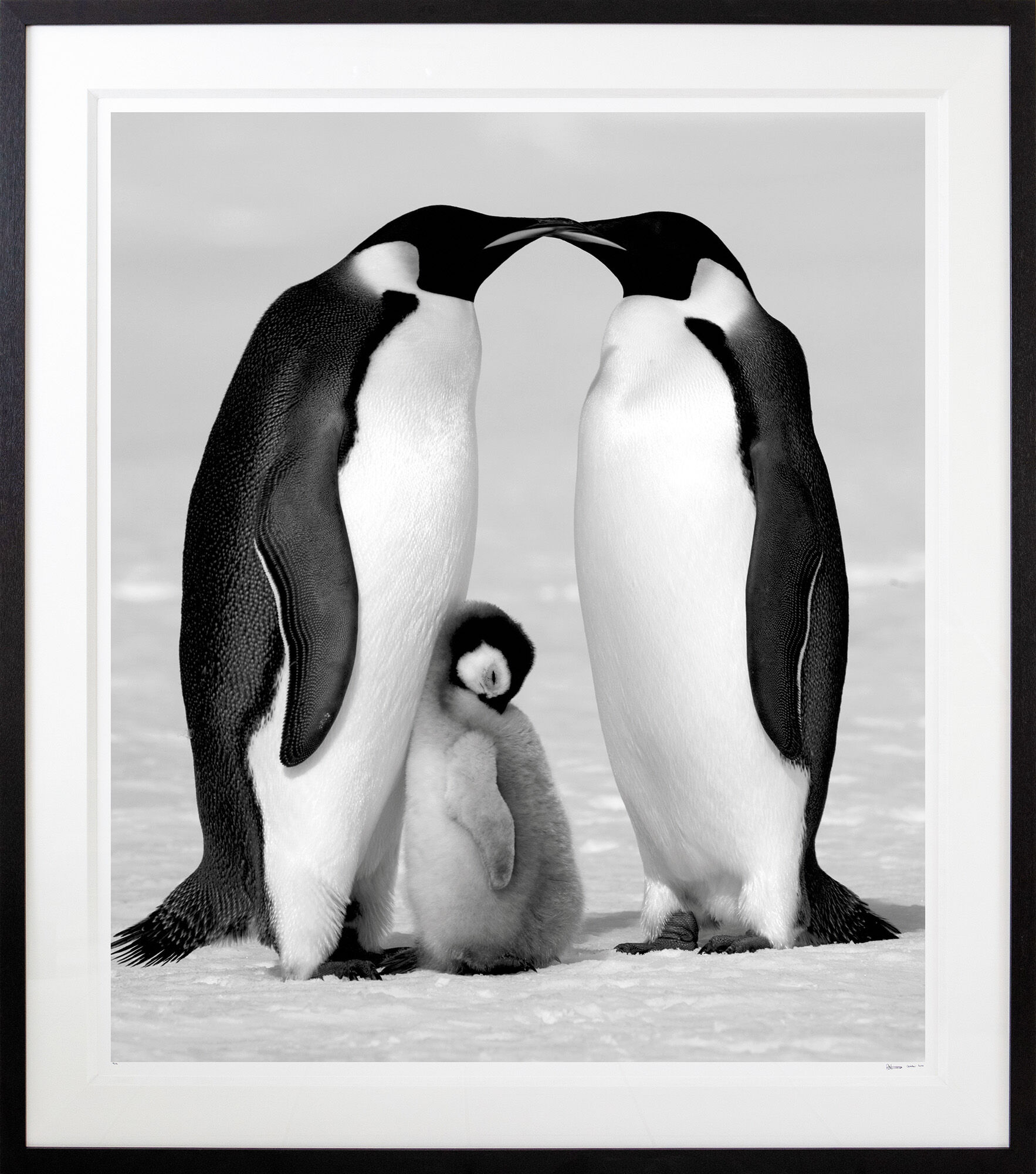 Picture "Contentment" (2010) by David Yarrow