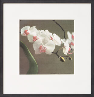 Bild "Orchidee V" (1998)