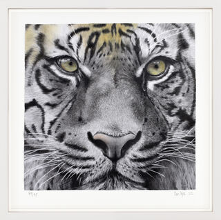 Bild "Eyes of the Tiger" (2022) von Dan Pyle