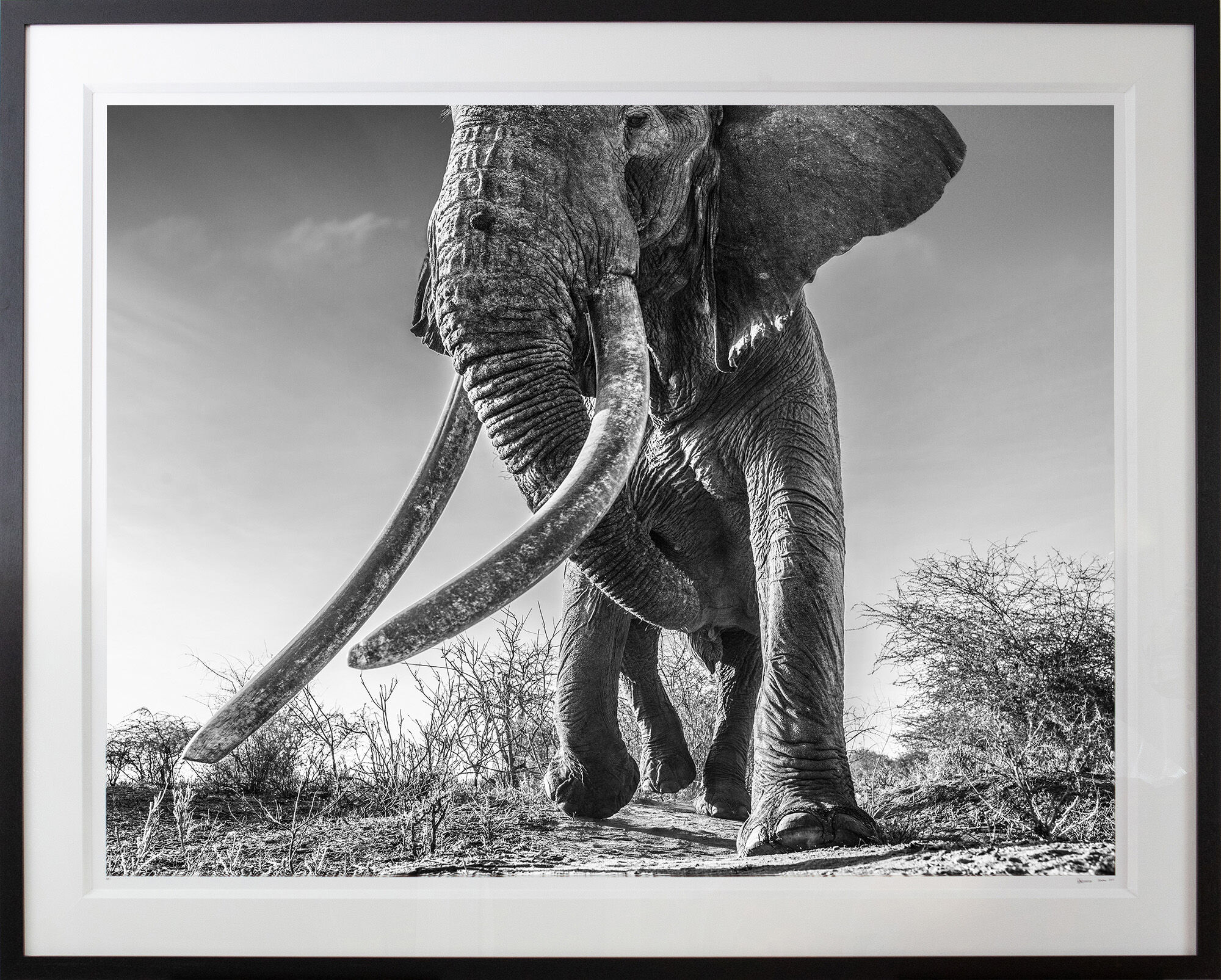 Picture "Lugard" (2017) by David Yarrow