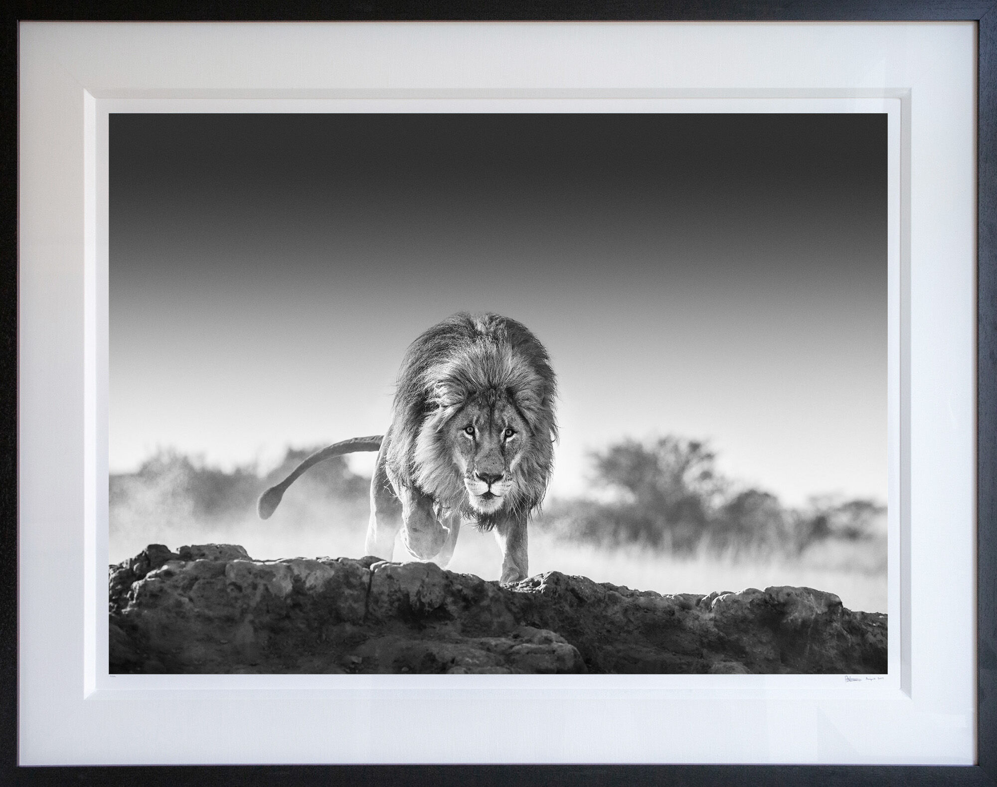 Picture "Relentless" (2017) by David Yarrow